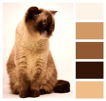 British Shorthair Domestic Animal Cat Image